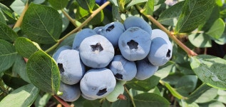 오암블루베리농장