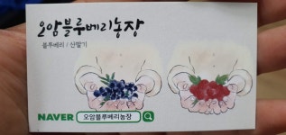 오암블루베리농장