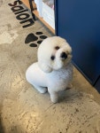 스파펫살롱
