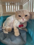 스파펫살롱