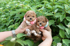 미니펫 강아지분양 성수점