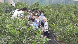 안산블루베리농장