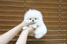 미니펫 강아지분양 고양이분양 수원점