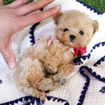 미니펫 강아지분양 성수점