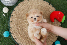 미니펫 강아지분양 고양이분양 수원점