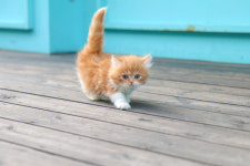 미니펫 강아지분양 고양이분양 수원점