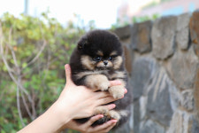 미니펫 강아지분양 성수점