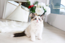 미니펫 강아지분양 고양이분양 수원점