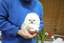 미니펫 강아지분양 고양이분양 수원점