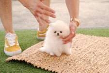 미니펫 강아지분양 성수점