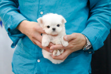 미니펫 강아지분양 고양이분양 수원점