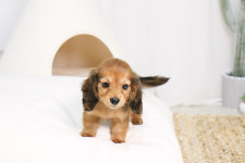 미니펫 강아지분양 고양이분양 수원점