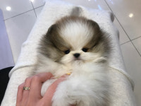 나눔펫 책임분양소 강아지분양 일산점