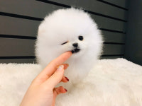 나눔펫 책임분양소 강아지분양 일산점