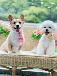 애견유치원&애견호텔 잊지멍