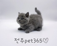 펫365 전주본점 강아지고양이분양