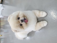 예쁘개미용
