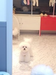 비달살롱
