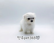 펫365 전주본점 강아지고양이분양