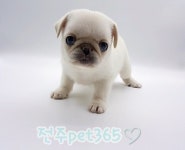 펫365 전주본점 강아지고양이분양