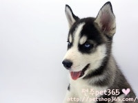 펫365 전주본점 강아지고양이분양