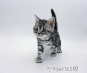 펫365 전주본점 강아지고양이분양