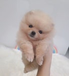 펫캐슬 의정부 애견샵