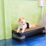 이츠펫 청당점