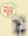 제주감자