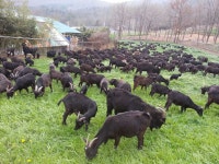 알콩달콩흑염소농장