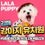라라퍼피 애견 반려견 유치원