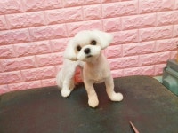 루다펫살롱