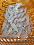 용궁수산