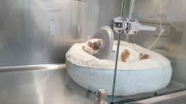 하은동물병원