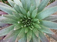 고운빛다육농장