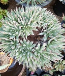 고운빛다육농장