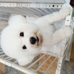 예쁘다 펫 살롱