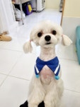 강아지살롱
