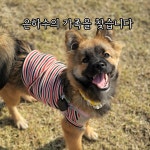 도그플레이스