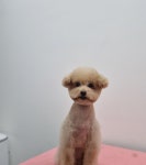 펫부띠끄 남악애견미용
