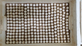 봉강자라팜 자라농장