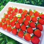 온누리딸기농장