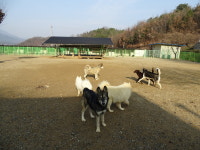 양평애견호텔