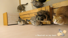 반갑다창문밖고양이