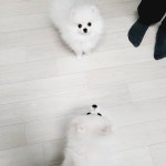 한빛애견전문농장