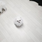 한빛애견전문농장