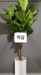 늘봄꽃화원