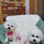 가람펫애견용품점