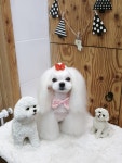 가람펫애견용품점