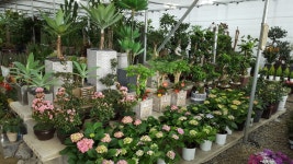 송강꽃집테크노점